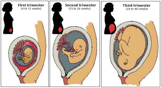 pregnancy trimesters.